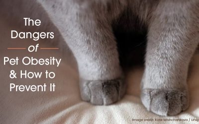 The Dangers of Pet Obesity & How to Prevent It